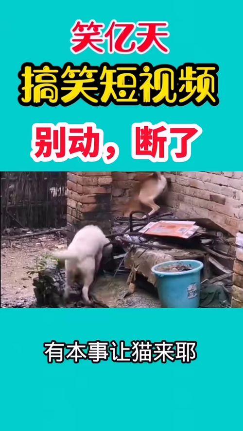 爆料自己搞笑视频大全集