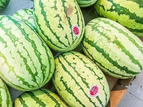 中卫网红吃瓜视频,揭秘当地美食与趣闻  第2张 中卫网红吃瓜视频,揭秘当地美食与趣闻  第2张
