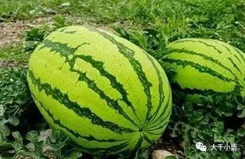 中卫网红吃瓜视频,揭秘当地美食与趣闻  第3张 中卫网红吃瓜视频,揭秘当地美食与趣闻  第3张