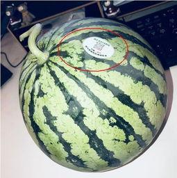 网红吃瓜夸克,揭秘网络红人的幕后故事