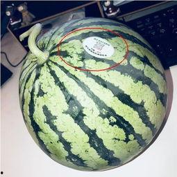 网红翻车吃瓜,吃瓜群众围观直播事故  第3张 网红翻车吃瓜,吃瓜群众围观直播事故  第3张