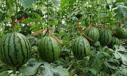 夏邑吃瓜最新事件爆料,揭秘背后惊人真相,网络热议持续升温  第3张 夏邑吃瓜最新事件爆料,揭秘背后惊人真相,网络热议持续升温  第3张
