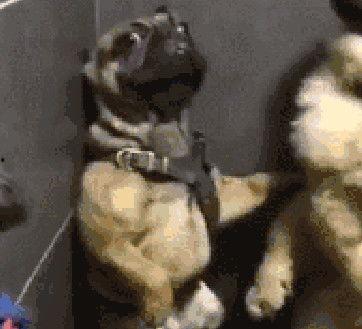 巴哥爆料黑胡子视频在线,黑胡子视频幕后真相大曝光  第3张