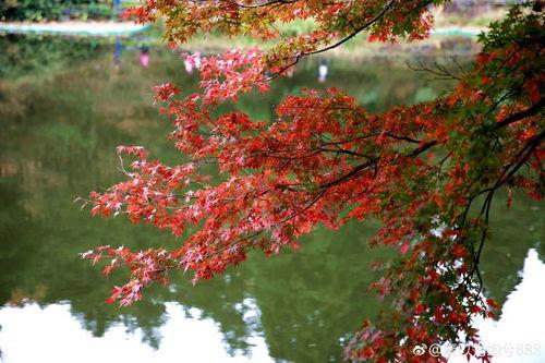 枫丹植物爆料视频播放,探寻神秘大陆的绿色奇迹