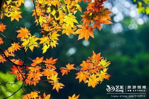 枫丹植物爆料视频播放,探寻神秘大陆的绿色奇迹  第2张