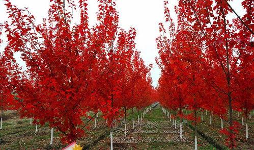 枫丹植物爆料视频播放,探寻神秘大陆的绿色奇迹  第3张