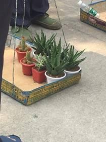 新植物爆料图片大全集最新,探索大自然奇观,揭秘植物界最新发现 第2张 新植物爆料图片大全集最新,探索大自然奇观,揭秘植物界最新发现 第2张