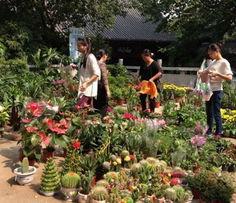 新植物爆料图片大全集最新,探索大自然奇观,揭秘植物界最新发现 第3张 新植物爆料图片大全集最新,探索大自然奇观,揭秘植物界最新发现 第3张