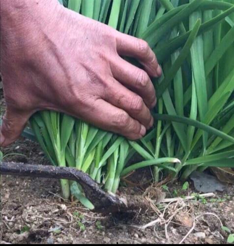 美国割韭菜爆料事件视频,揭秘金融巨头操控市场的惊人内幕 第2张 美国割韭菜爆料事件视频,揭秘金融巨头操控市场的惊人内幕 第2张