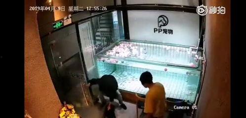 泉州黑心宠物店爆料视频 第3张 泉州黑心宠物店爆料视频 第3张