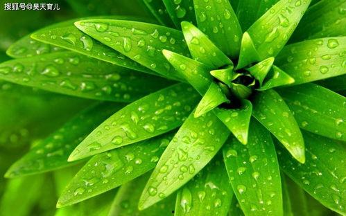 拓维2024龙年植物爆料视频,探寻新春生机盎然的植物奥秘