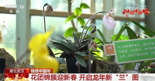 拓维2024龙年植物爆料视频,探寻新春生机盎然的植物奥秘 第3张 拓维2024龙年植物爆料视频,探寻新春生机盎然的植物奥秘 第3张