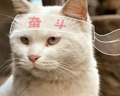 徐州爆料小老弟视频大全,揭秘视频背后的故事与真相